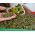 Microgreens - ओरिएंटेल - असाधारण स्वाद और सुगंध, एशियाई व्यंजनों के लिए महान - एक बढ़ते कंटेनर के साथ 3-टुकड़ा सेट - 