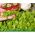 Microgreens - Fit pack - una gran adición a las ensaladas - juego de 10 piezas + recipiente de cultivo -  - semillas
