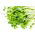 Sprouting seeds - Vitamin-K-rich sprouts - 12-piece set + sprouter with 3 trays