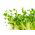Semințe de germinare - pachet mare - set de 6 piese - 