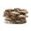Cendawan tiram mutiara, cendawan tiram pokok - Pakej besar - 100 pcs - palam spesis miselium - 