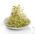 Semi di germogliatura - Set XXL - 18 pezzi + germoglio con 3 vassoi - 