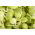 Sprouting seeds - XL set - 8 pieces + sprouter with 3 trays