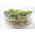 Semi di germogliatura - Set XXL - 18 pezzi + germoglio con 3 vassoi - 