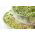 Sprouting seeds - XL set - 8 pieces + sprouter with 3 trays