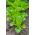 Baby Leaf - Lattuga - Lollo Bionda - Lactuca sativa var. Foliosa - semi