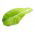 Baby Leaf - Romaine lettuce "Parris Island Cos" - Lactuca sativa L. var. longifolia - biji