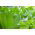 Baby Leaf - Romaine lettuce "Parris Island Cos" - Lactuca sativa L. var. longifolia - biji