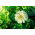 Rézvirág – Dwarf - fehér - 90 magok - Zinnia elegans