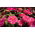矮人花园百日草“Liliputek” - 粉红色 -  90粒种子 - Zinnia elegans - 種子