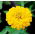 Dwarf garden zinnia "Dwarf" - yellow - 90 seeds