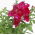 Common snapdragon "Night&Day" - scarlet-white