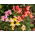 Common snapdragon "Tequila Sunrise" - low-growing varieties