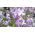 Glad trädgård - 2160 frön - Matthiola bicornis