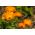 Feliz jardin - Botón de oro - 216 semillas - Calendula officinalis