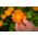 Feliz jardin - Botón de oro - 216 semillas - Calendula officinalis