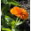Calendula - Orange Gem - Calendula officinalis - Fiori compatti, colore che dura tutta l'estate - Semi Freschi
