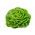 Botersla - Voorburg Wonder - Lactuca sativa L. var. Capitata - zaden