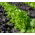 Alface - Foliosa - Salad Bowl - 945 sementes - Lactuca sativa var. foliosa