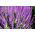 Småblomstret salvie - Salvia nemorosa l. - Lange blomsterspir, flerårig skønhed - Friske frø