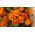 Kisvirágú bársonyvirág - Fiesta - Tagetes patula - Mahagóni-sárga virágok, fonálféreg-riasztó - Friss vetőmagok