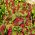 Bókoló disznóparéj - Grand - Amaranthus caudatus - magok