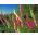 Foxglove "Gloxiniaeflora" - variety mix; common foxglove, purple foxglove, lady's glove - 9000 seeds