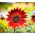 Dísznapraforgó - Evening Sun - Helianthus annuus - Magas és feltűnő, bíborvöröstől vörösesbarna virágokig - Friss vetőmagok