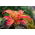 Amaranto - Molten Fire - 459 sementes - Amaranthus melancholicus