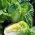 Biji dilapisi - Napa kubis "Bilko F1" - 50 biji - Brassica pekinensis