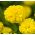 Tagetes Erecta - Afrikaan - 270 zaden - Mann Im Mond