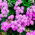 Leverbalsam - Pink Ball - 2160 frön - Ageratum houstonianum