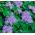 Ageratum houstonianum - 2025 zaden - Tetra Blue Mink