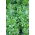 Lechuga -endibia - De Meaux - Cichorium endivia - semillas