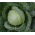 Fejes káposzta - Polar - Brassica oleracea var. Capitata - magok