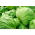 Iceberg salata "Kinga" - Lactuca sativa L.  - semințe