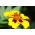 Tagetes - Sammets - Beata - honey-carmine - Tagetes patula - frön