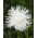 Asters Chinensis - Angora - hvid - 225 frø - Callistephus chinensis
