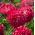 Zwergastern "Hölderlin" - rosa - 225 Samen - 