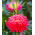 Prinzess Aster "Tristan" - Purpur-Kirschrot - 225 Samen