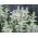 Salvia farinacea - White Bedder - magok