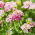 Iberis amara umbellata - 425 semillas - Rosa Cardinal