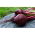 Punajuurikas - Moulin Rouge - Beta vulgaris - siemenet