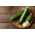 Zucchini "Tristan F1"; Zucchini - 