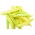 Yellow French bean "Merveille de Venise" - needs staking
