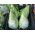 Кочанная капуста - Filderkraut - Brassica oleracea var. Capitata - семена