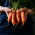 Porkkana - Darina - Daucus carota - siemenet