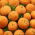 Carrot "Mercado de Paris 3" - Paris-type, round variety