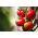 Tomate - Moneymaker - Alta, variedad temprana, rojo vivo, fruto grande - Semillas frescas
