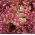 Roter Blattsalat "Crimson" - 